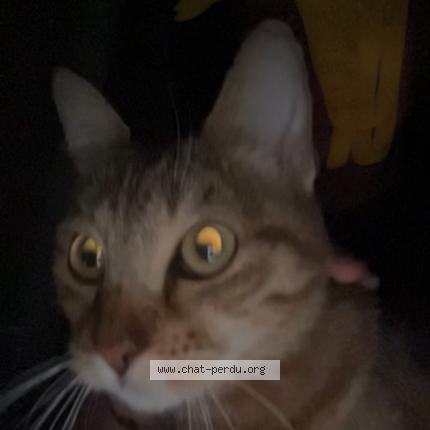 Photo 1/1 Found cat Found in Marseille