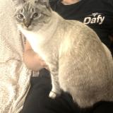 Picture of cat lost at Toulouse