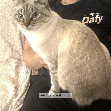 Photo 1/1 Pumpkin Chat lost in Toulouse