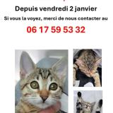 Picture of cat lost at Opio