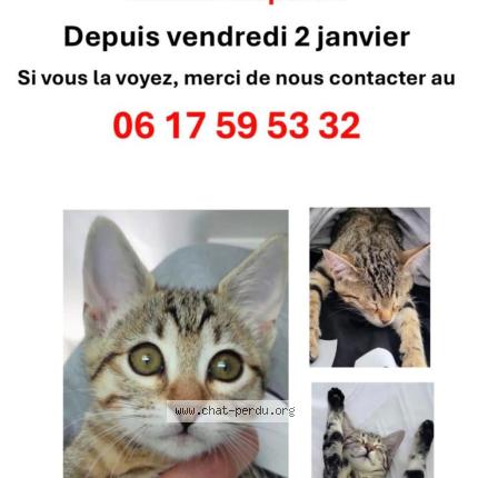 Photo 1/1 Zara Chat lost in Opio