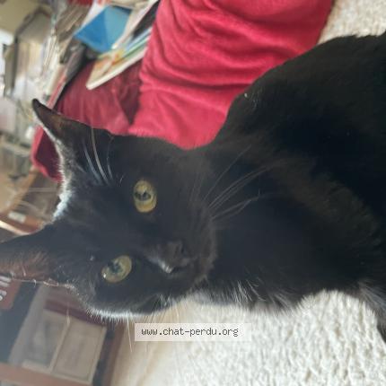 Photo 1/1 Found cat Found in Watermael boitsfort