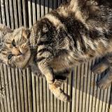 Picture of cat found at Capdenac Le Haut