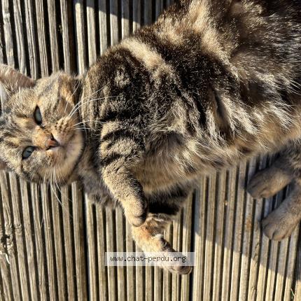 Photo 1/1 Found cat Found in Capdenac le haut