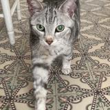 Picture of cat lost at Sombreffe