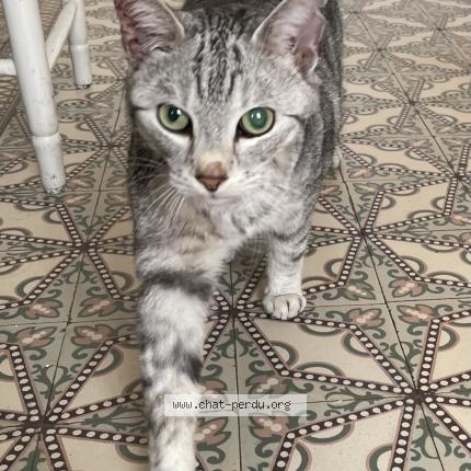 Photo 1/1 Mouche Chat lost in Sombreffe