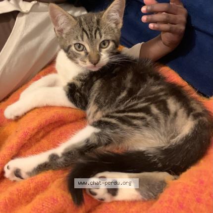 Photo 1/1 Princess Caroline Chat lost in Tours