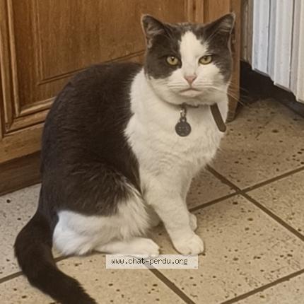 Photo 1/1 Otis Chat lost in Ballancourt sur essonne