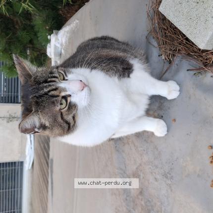 Photo 1/1 Found cat Found in Le puy en velay
