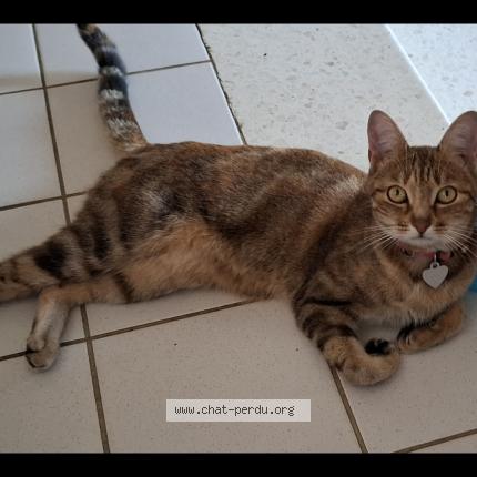 Photo 1/1 YUNA Chat lost in Autheuil authouillet