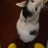 Picture of cat lost at Brooklyn