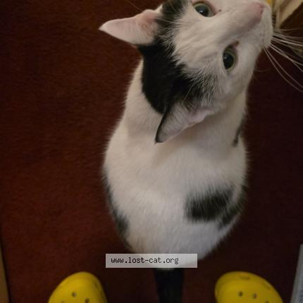 Photo 1/1 Mama Snow Chat lost in Brooklyn