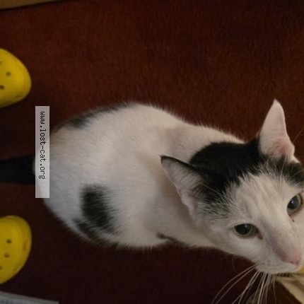 Photo 1/1 Mama Snow Cat lost in Brooklyn