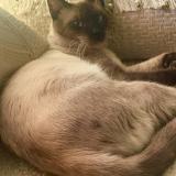 Picture of cat lost at Perpignan