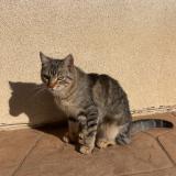 Picture of cat lost at Temecula