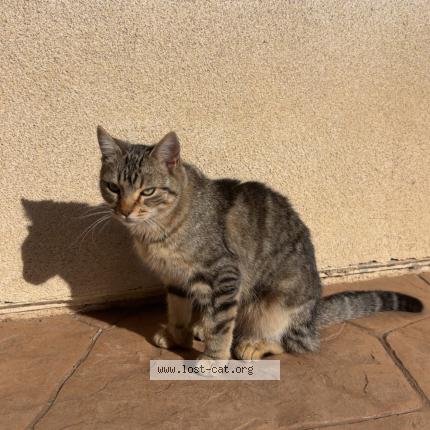 Photo 1/1 Kiki Chat lost in Temecula