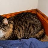 Picture of cat found at Saint Hyacinthe