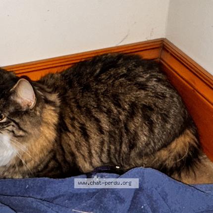 Photo 1/1 Found cat Found in Saint hyacinthe