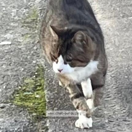 Photo 1/1 Slam Chat lost in Laval