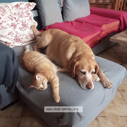 Photo 1/1 Lucky Chat lost in Meursac