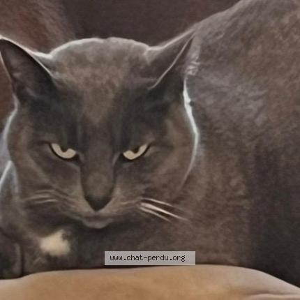 Photo 1/1 Roxy Chat lost in Valbonne