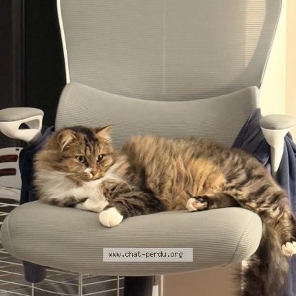 Photo 1/1 Chouchou Chat lost in Vallan