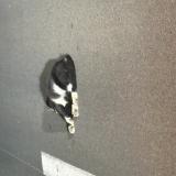 Picture of cat found at Medis