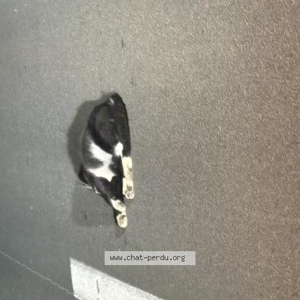 Photo 1/1 Found cat Found in Medis