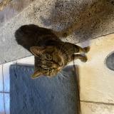 Picture of cat found at St Vincent De Tyrosse