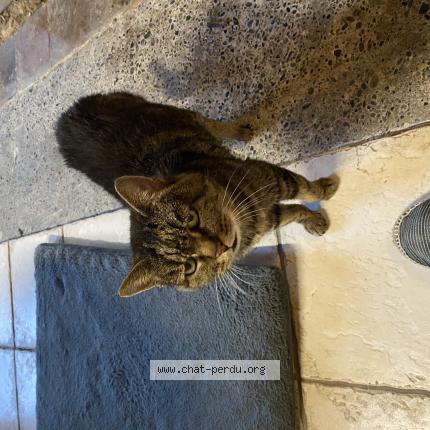 Photo 1/1 Found cat Found in St vincent de tyrosse