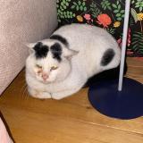 Picture of cat found at Paris