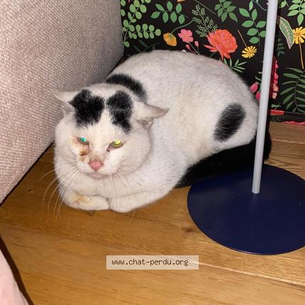 Photo 1/1 Found cat Found in Paris