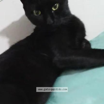 Photo 2/4 Shushu Chat lost in Huanuco