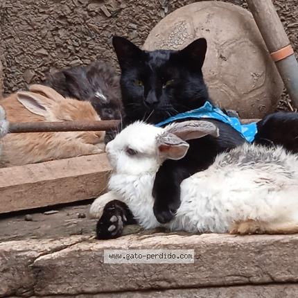 Photo 3/4 Shushu Chat lost in Huanuco