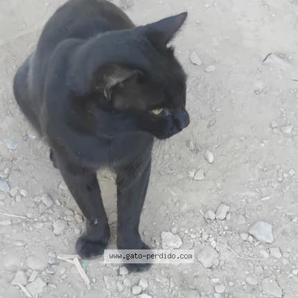 Photo 4/4 Shushu Chat lost in Huanuco