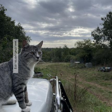 Photo 1/1 Herpès Chat lost in Le champ st pere