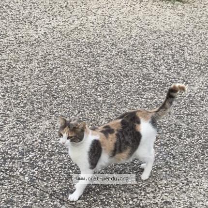 Photo 1/1 Perséphone Chat lost in Montpellier