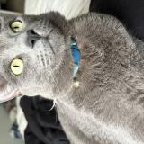 Picture of cat lost at Webster