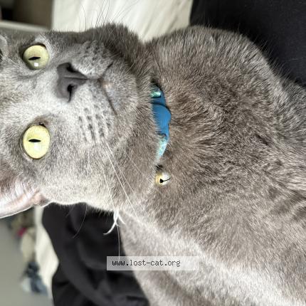 Photo 1/1 Levi Chat lost in Webster