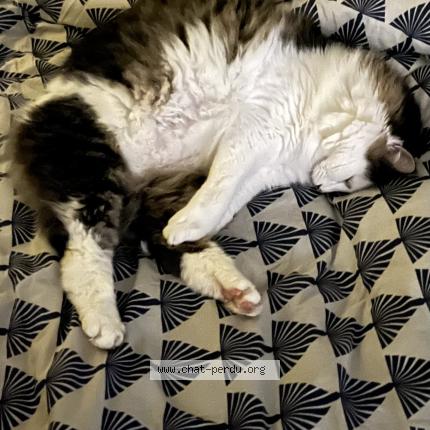 Photo 1/1 Simba Chat lost in Saint barthelemy d anjiu