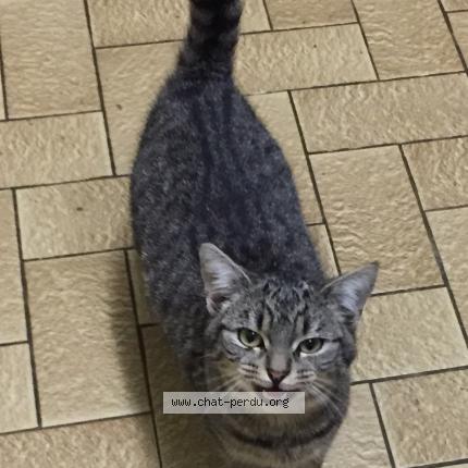 Photo 1/1 Found cat Found in Bazoges en pareds