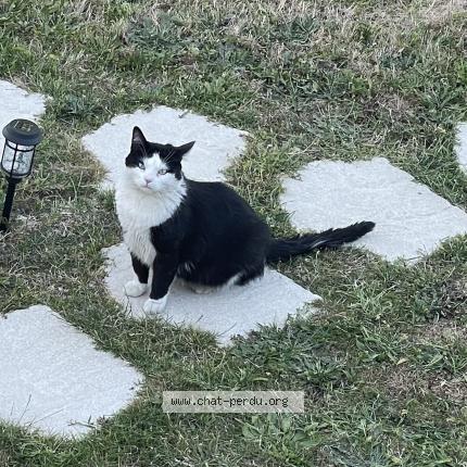 Photo 1/1 Loulou Chat lost in Villemandeur