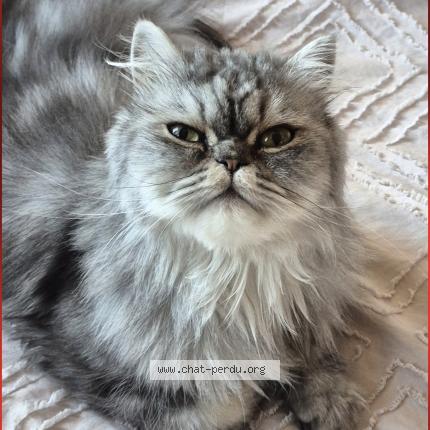 Photo 1/1 Umélio Chat lost in Saint pol sur mer