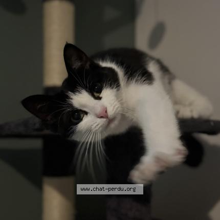 Photo 1/1 Xina Chat lost in Audruicq