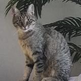Picture of cat lost at Opwijk