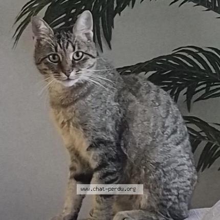 Photo 1/1 Tokyo Chat lost in Opwijk