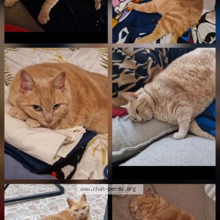 Photo 1/1 Lucky Chat lost in Beauvais