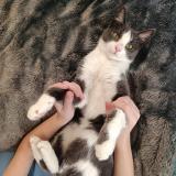 Picture of cat found at Paris