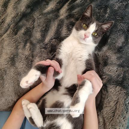 Photo 1/1 Found cat Found in Paris