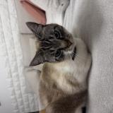 Picture of cat lost at Venissieux